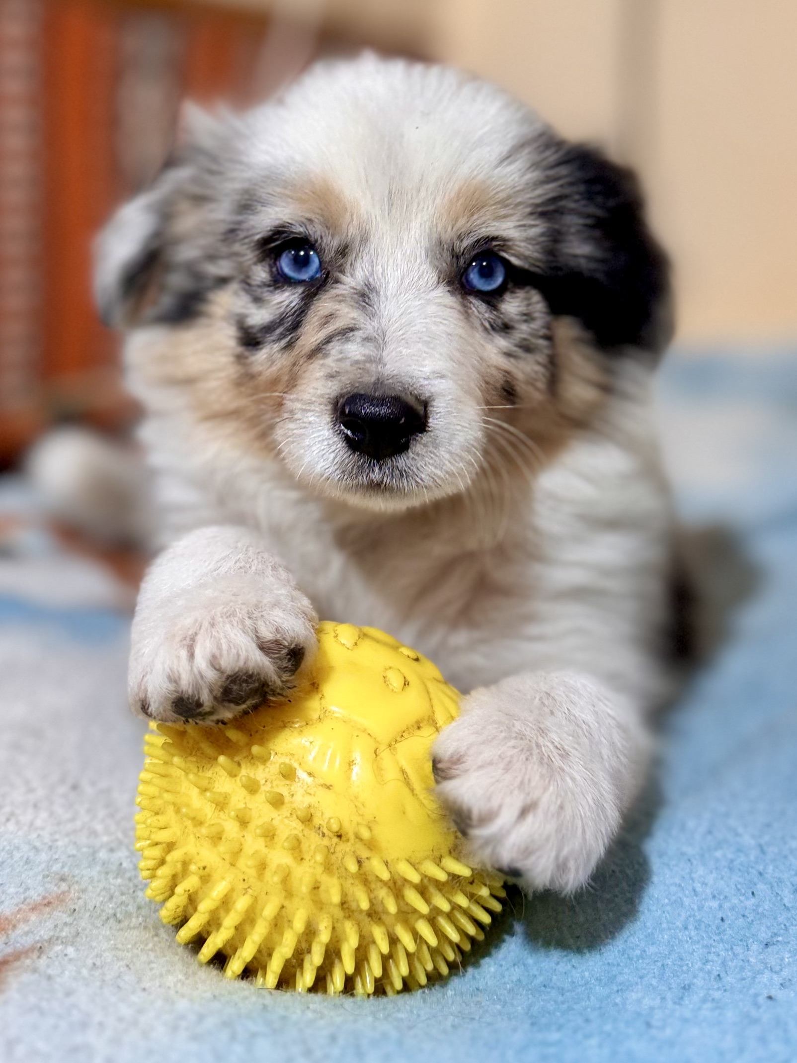 Dog with toy